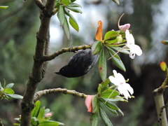 Diglossa albilatera