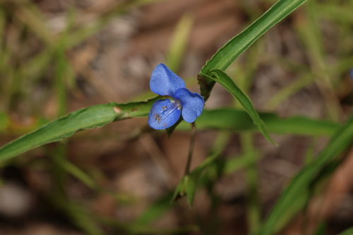 Commelina lanceolata (Commelina lanceolata)
