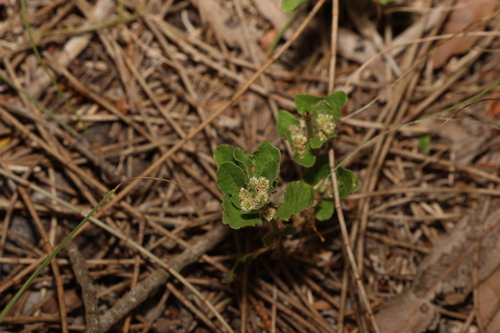 Image of Alternanthera nana by (c) Greg Tasney, some rights reserved (CC BY-SA)