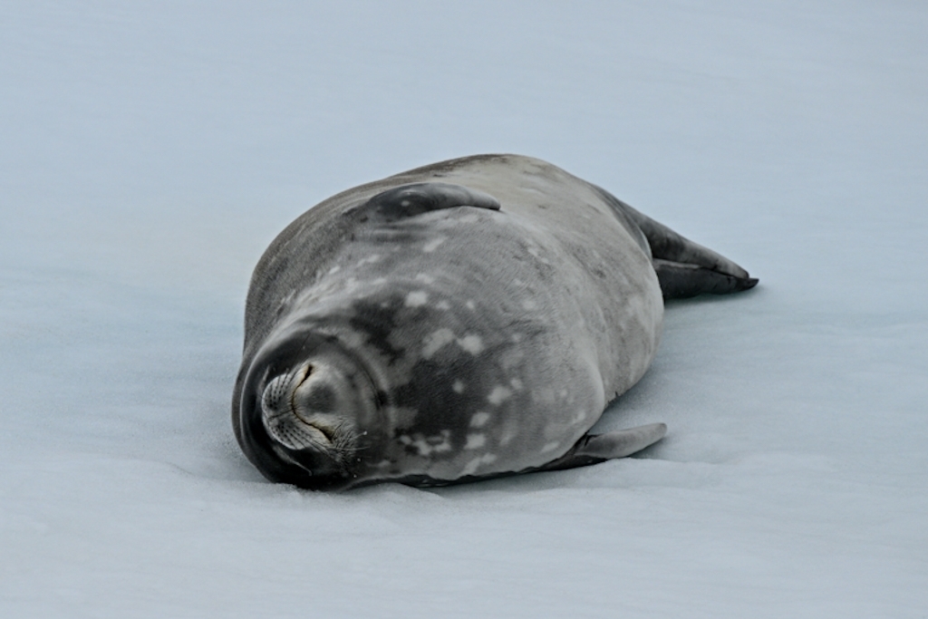 Weddell Seal From Antarctica On January 12 2024 At 01 29 PM By   Large 