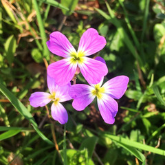 Malcolmia maritima