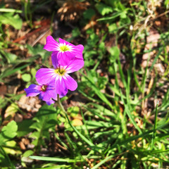 Malcolmia maritima