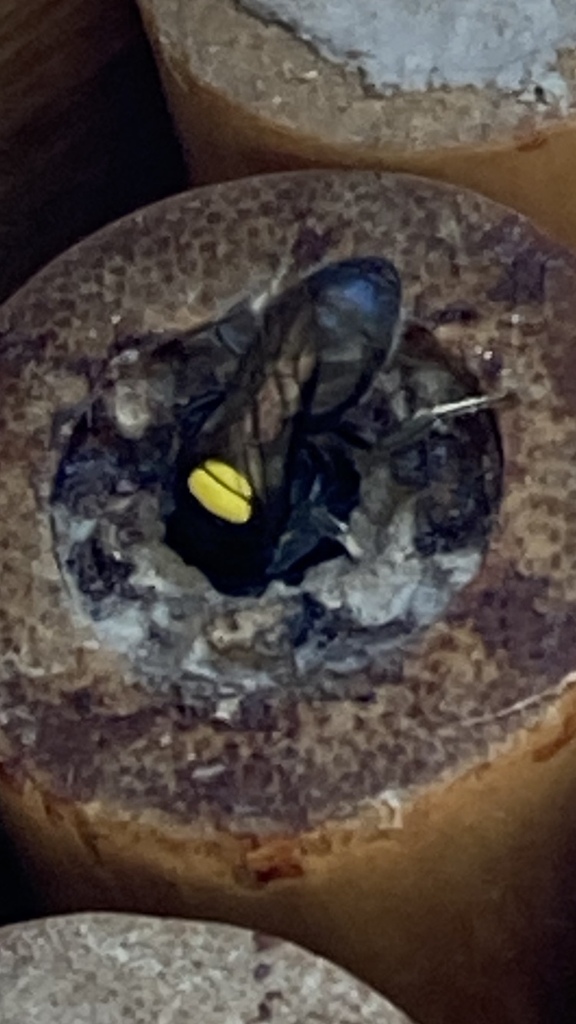 Cloudy Masked Bee from Burraneer Rd, Coomba Park, NSW, AU on January 13 ...