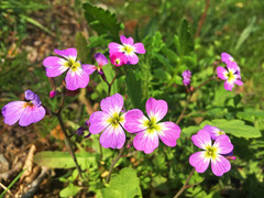 Malcolmia maritima