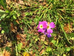 Malcolmia maritima