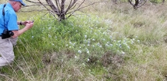 Amsonia ciliata texana