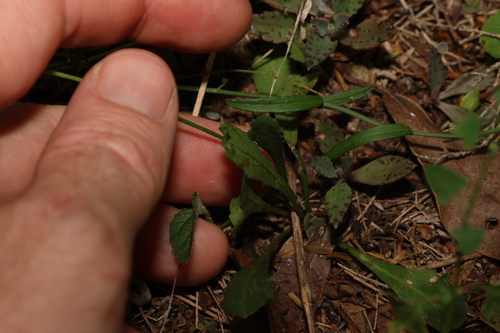 Image of Calotis cuneata by (c) Greg Tasney, some rights reserved (CC BY-SA)