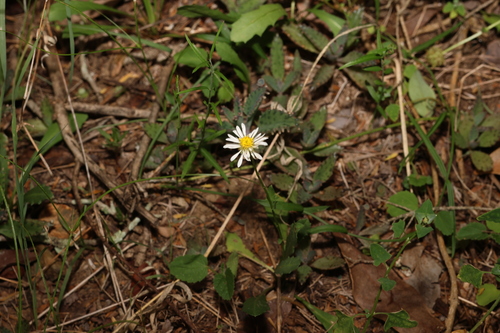 Image of Calotis cuneata by (c) Greg Tasney, some rights reserved (CC BY-SA)