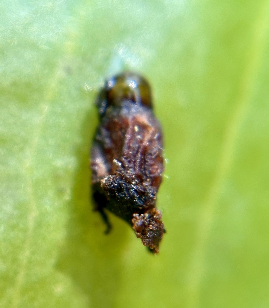 Case-bearing Leaf Beetles from Calle General Nicolás Bravo, Naucalpan ...