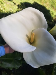 Zantedeschia aethiopica image