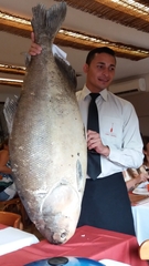 Colossoma macropomum