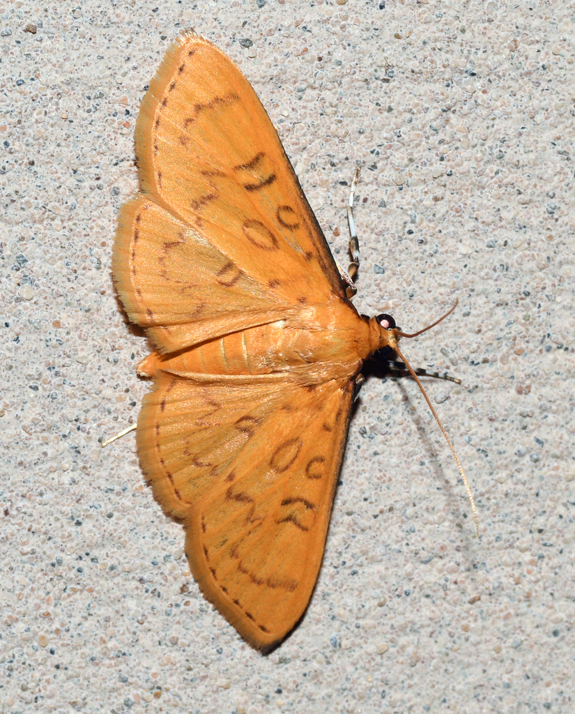 Prenesta protenoralis