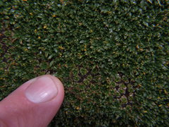 Azorella diapensioides