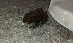 Eleutherodactylus planirostris