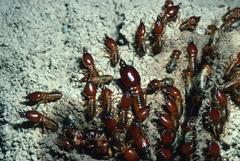 Macrotermes michaelseni