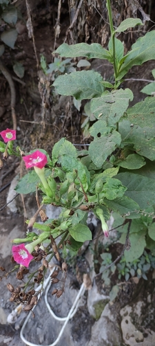 Foto de Fumo