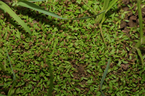 Image of Glossostigma diandrum by (c) Greg Tasney, some rights reserved (CC BY-SA)