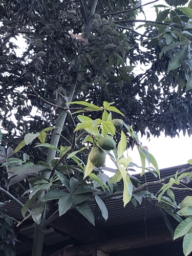 Foto de Castanha-do-maranhão