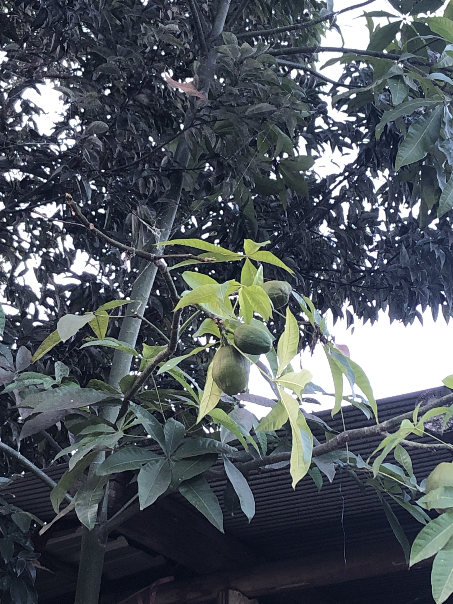 Imagem de Castanha-do-maranhão