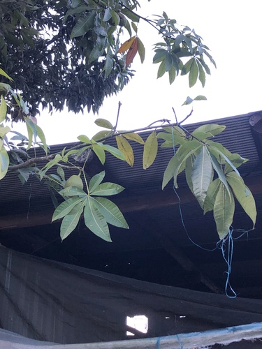 Foto de Castanha-do-maranhão