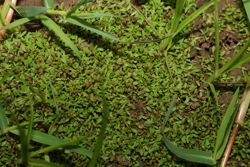 Image of Mudmat (Glossostigma diandrum) by (c) Greg Tasney, some rights reserved (CC BY-SA)