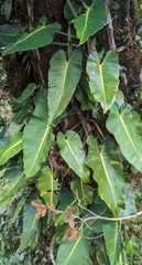 Philodendron brenesii image