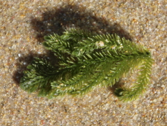 Caulerpa flexilis