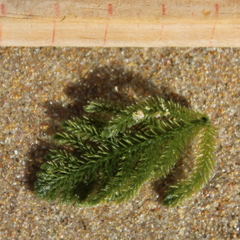 Caulerpa flexilis