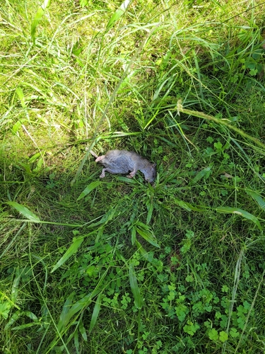 Rattus norvegicus observed 2024-01-12