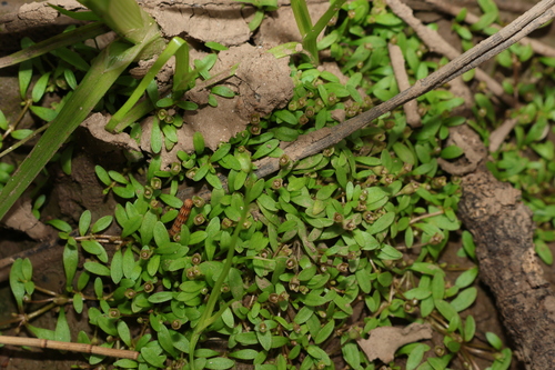 Image of Mudmat (Glossostigma diandrum) by (c) Greg Tasney, some rights reserved (CC BY-SA)