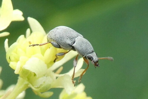 Representative image of Bruchela rufipes