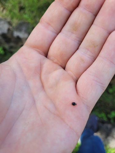 Yellow-shouldered Ladybird photo 3