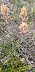 Castilleja lindheimeri