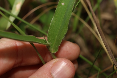 Image of Urochloa foliosa by (c) Greg Tasney, some rights reserved (CC BY-SA)