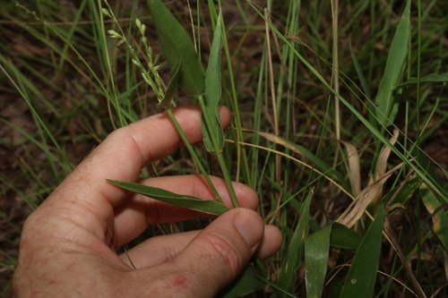 Image of Urochloa foliosa by (c) Greg Tasney, some rights reserved (CC BY-SA)