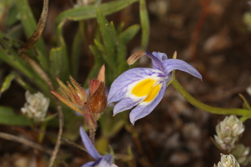 Image of Downingia bacigalupii by (c) Steve Matson, some rights reserved (CC BY)