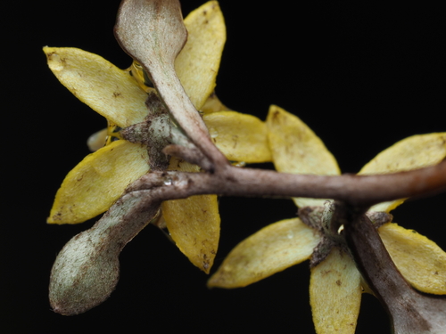 Corokia cotoneaster