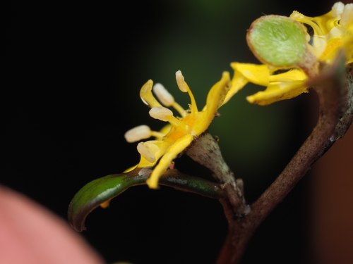 Corokia cotoneaster