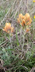 Castilleja lindheimeri
