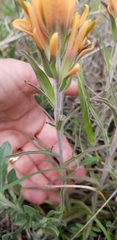 Castilleja lindheimeri