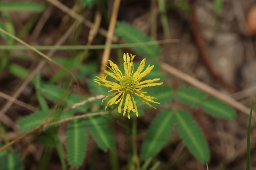 Image of Neptunia gracilis by (c) Greg Tasney, some rights reserved (CC BY-SA)