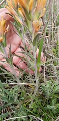 Castilleja lindheimeri