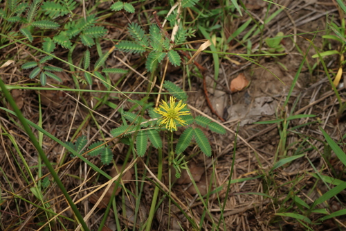 Image of Neptunia gracilis by (c) Greg Tasney, some rights reserved (CC BY-SA)