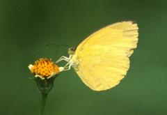 Eurema hecabe solifera