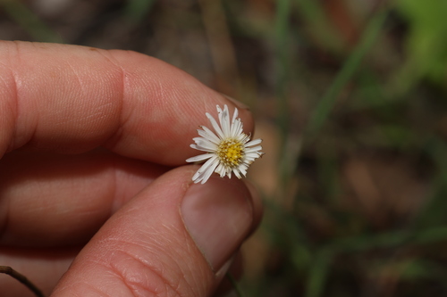 Image of Camptacra barbata by (c) Greg Tasney, some rights reserved (CC BY-SA)