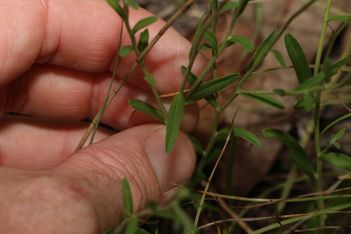 Image of Camptacra barbata by (c) Greg Tasney, some rights reserved (CC BY-SA)