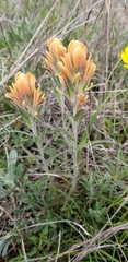 Castilleja lindheimeri