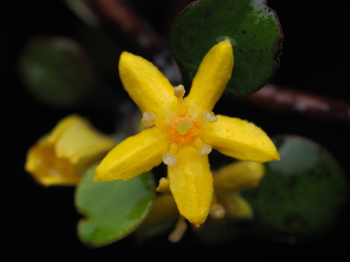 Corokia cotoneaster