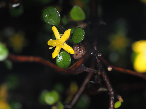 Corokia cotoneaster