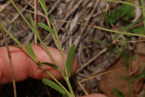 Image of Camptacra barbata by (c) Greg Tasney, some rights reserved (CC BY-SA)